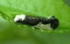 Monopis monachella